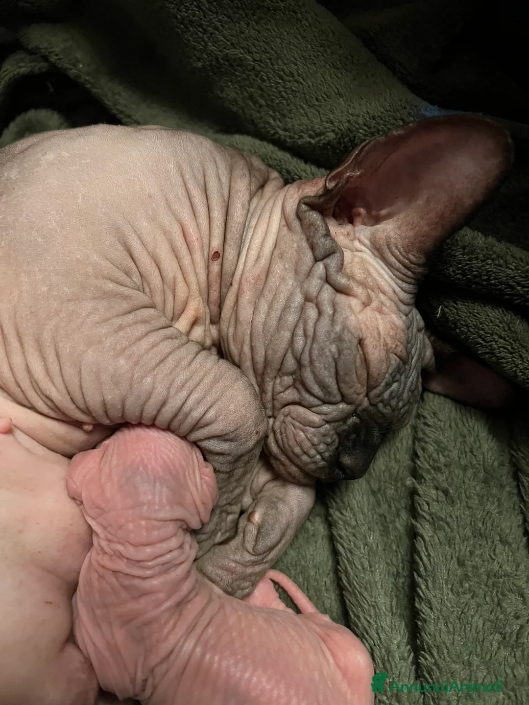 Sphynx gatti in vendita: Sphynx  a Città metropolitana di Roma Capitale - Annuncio 4