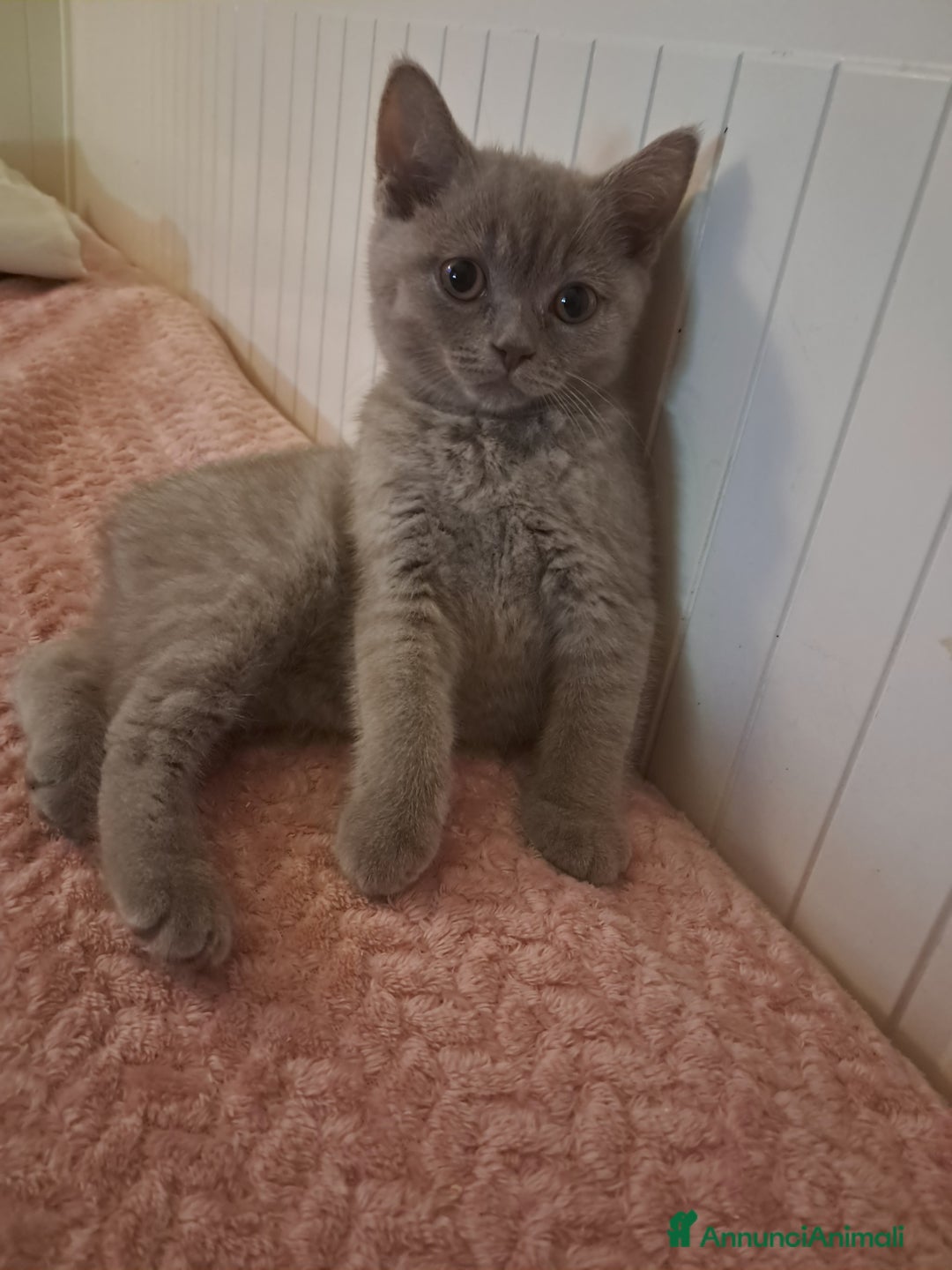 Scottish gatti in vendita: Scottish straight femmina 3 mesi  - Annuncio 4