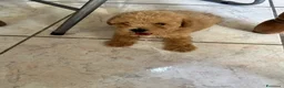Barboncino Toy cani in vendita: Cucciolo di barboncino maschio  - Annuncio 6