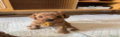 Barboncino Toy 2
