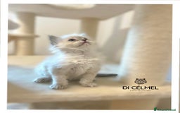 Siberiano gatti in vendita: Gattino Siberiano  a Provincia autonoma di Bolzano - Alto Adige - Immagine 1
