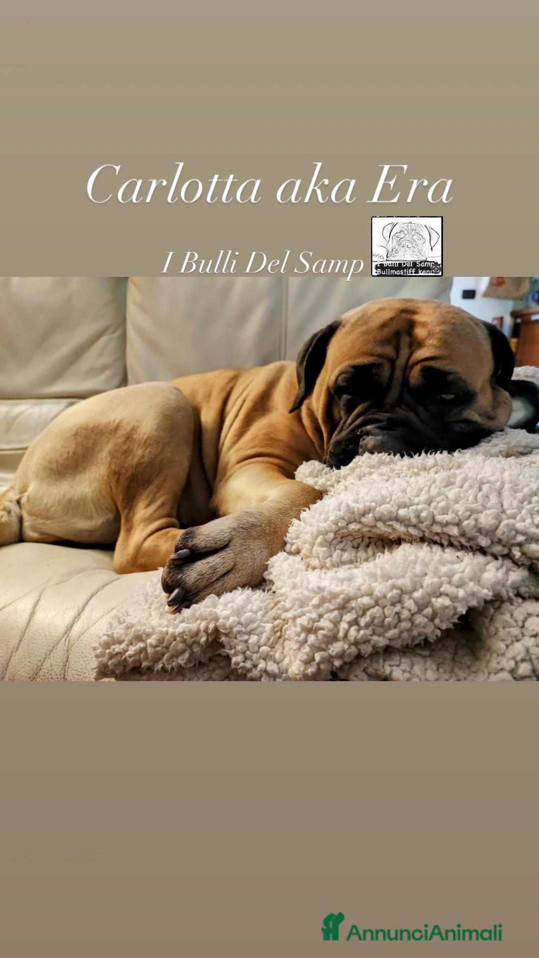 Bullmastiff cani per accoppiamento: Stallone disponibile - Annuncio 9