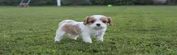 Cavalier King cani in vendita: Ultimi due cuccioli di Cavalier King con Pedigree - Annuncio 3