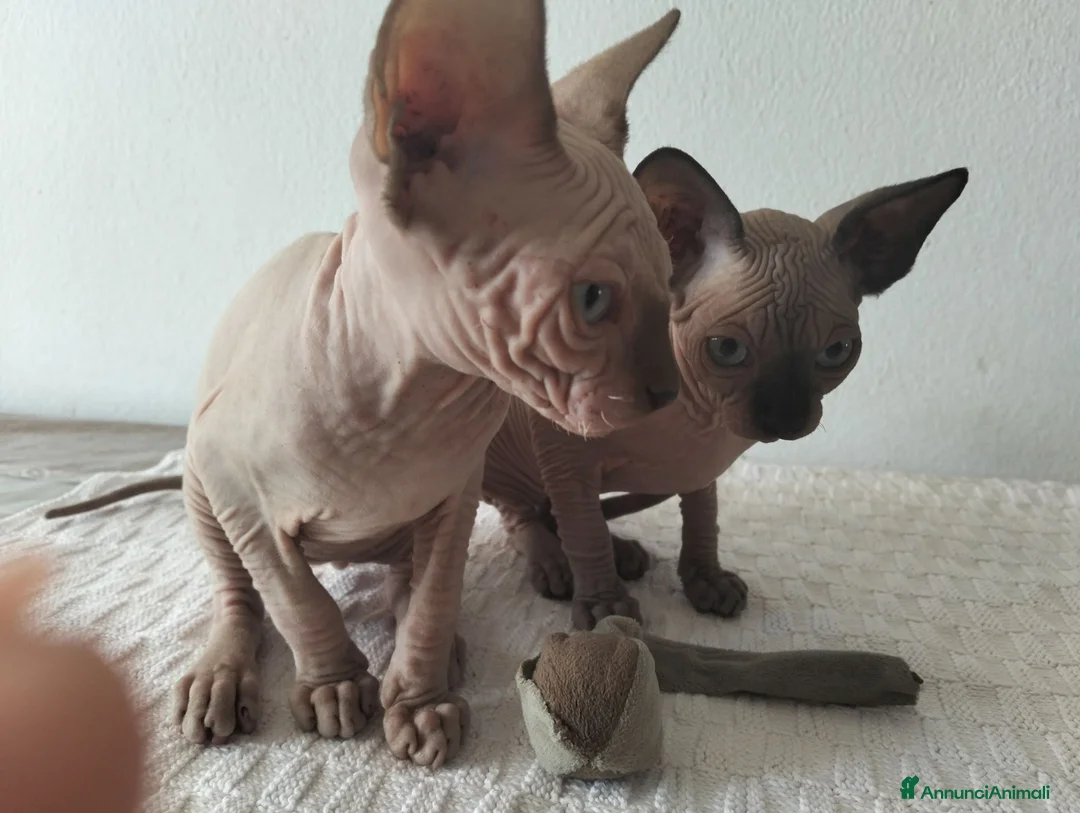 Sphynx gatti in vendita: Gatti Sphynx  - Annuncio 7