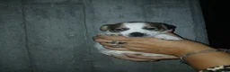 Jack Russell cani in vendita: Cuccioli di Jack russel terrier  - Annuncio 5