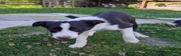 Border Collie cani in vendita: Vendo Border Collie a pelo corto - Annuncio 7