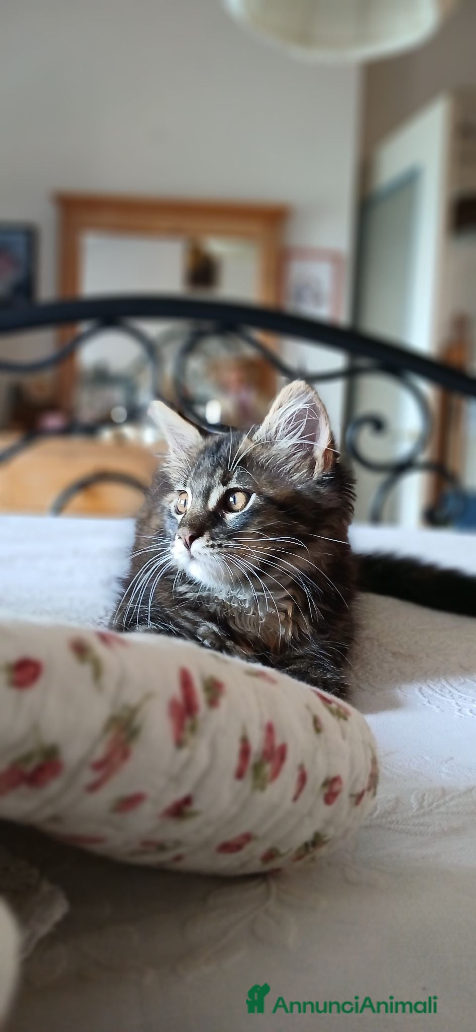 Maine Coon gatti Ultima cucciola di Maine coon XXL - Annuncio 1