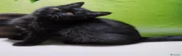 British gatti in vendita: British  Scottish  - Annuncio 21