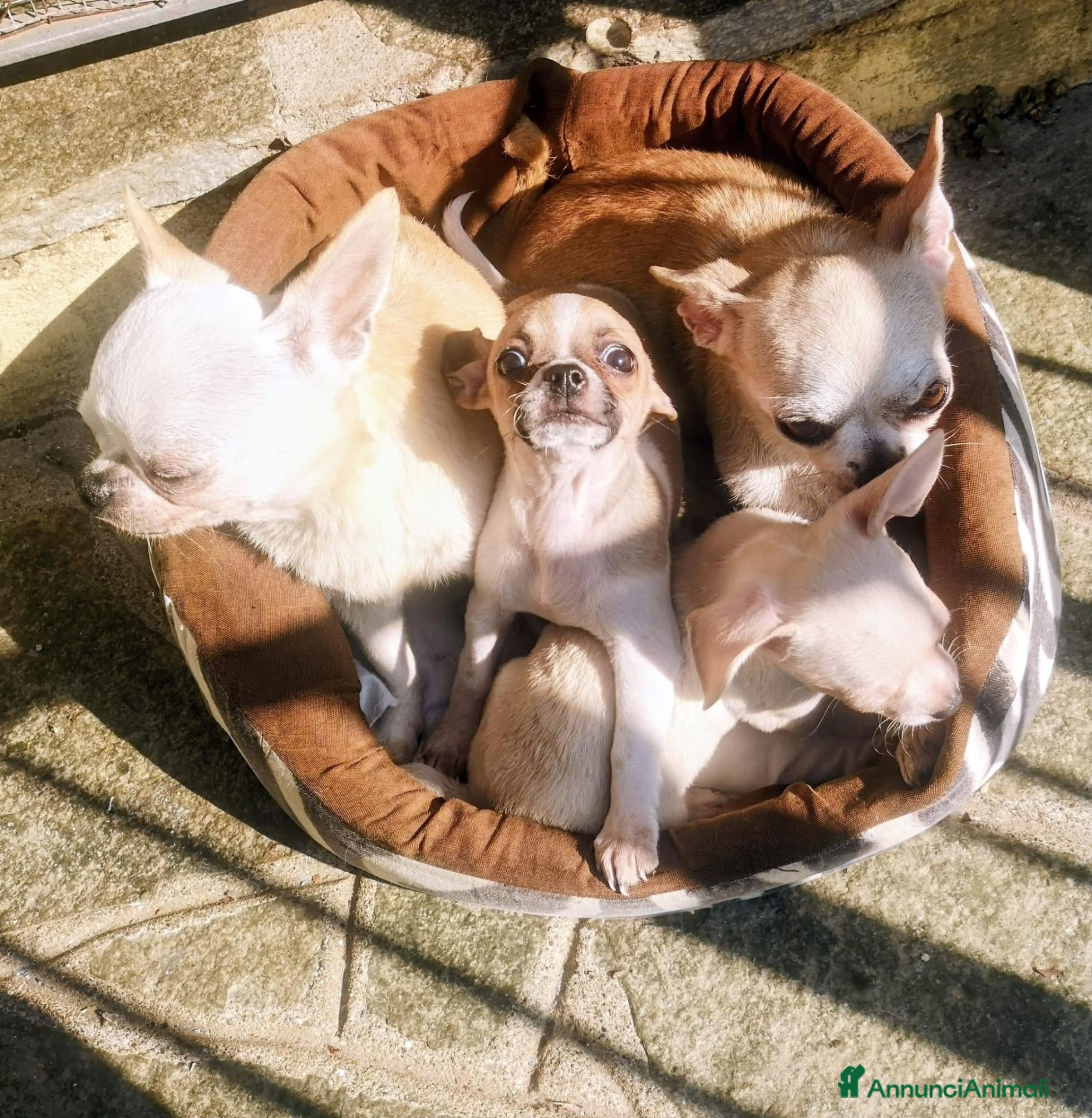 Chihuahua cani Chihuahua - Annuncio 1