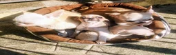 Chihuahua cani in vendita: Chihuahua - Annuncio 1