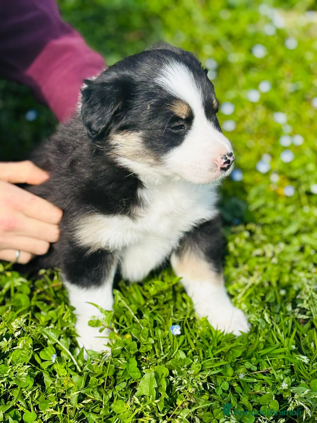 Border Collie cani in vendita: 4 CUCCIOLI IN CERCA DI AVVENTURA - Annuncio 2