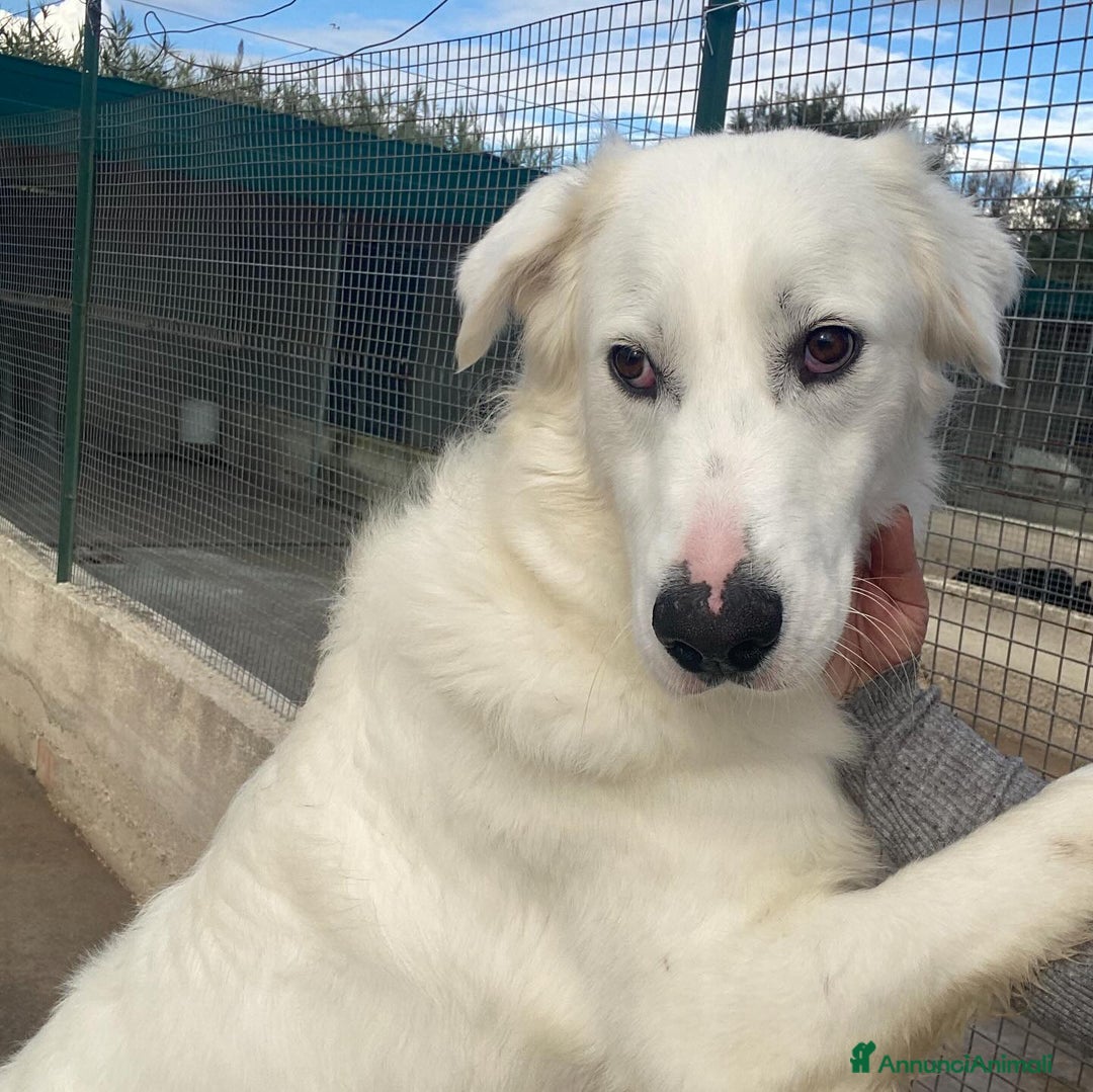 Meticcio cani in regalo: GHALI splendido cagnolino tripode in adozione - Annuncio 5