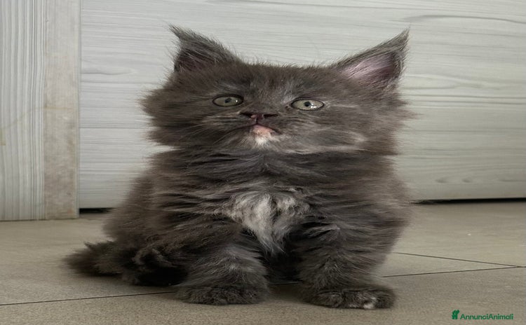 Maine Coon gatti a Provincia di Bergamo - Annuncio 16