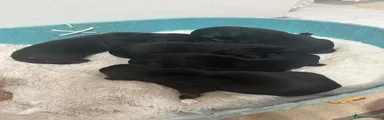 Rottweiler 4