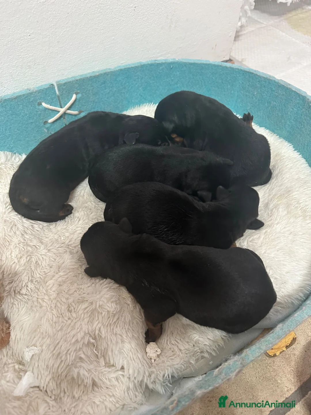 Rottweiler cani in vendita: Cuccioli nati il 15/6  a Provincia di Pavia - Annuncio 5