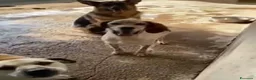 Pastore Tedesco cani in regalo: DOMIZIANA bella socievole - Annuncio 3