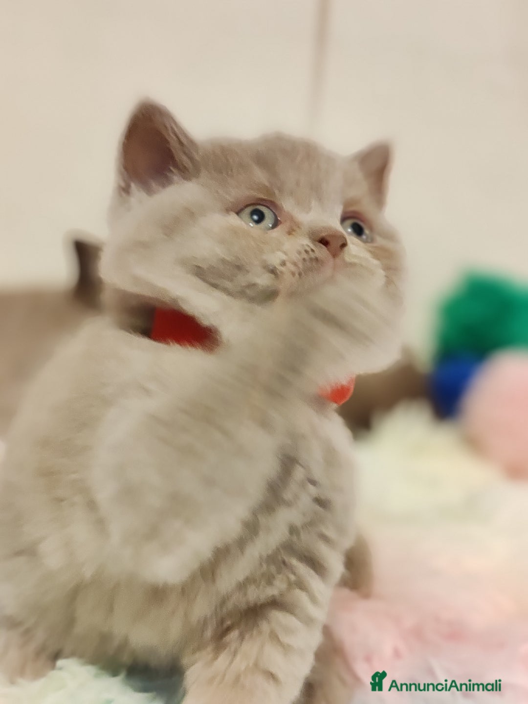 Scottish gatti in vendita: British S. straight femmina - Annuncio 12