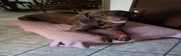 Dobermann cani in vendita: Dobermann maschio marrone fiammato a Provincia di Lecco - Annuncio 20
