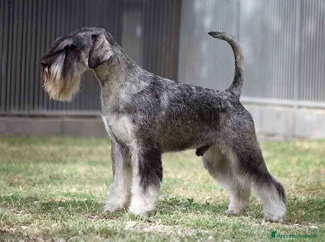 Schnauzer cani in vendita: Schnauzer medio pepe e sale - Annuncio 4