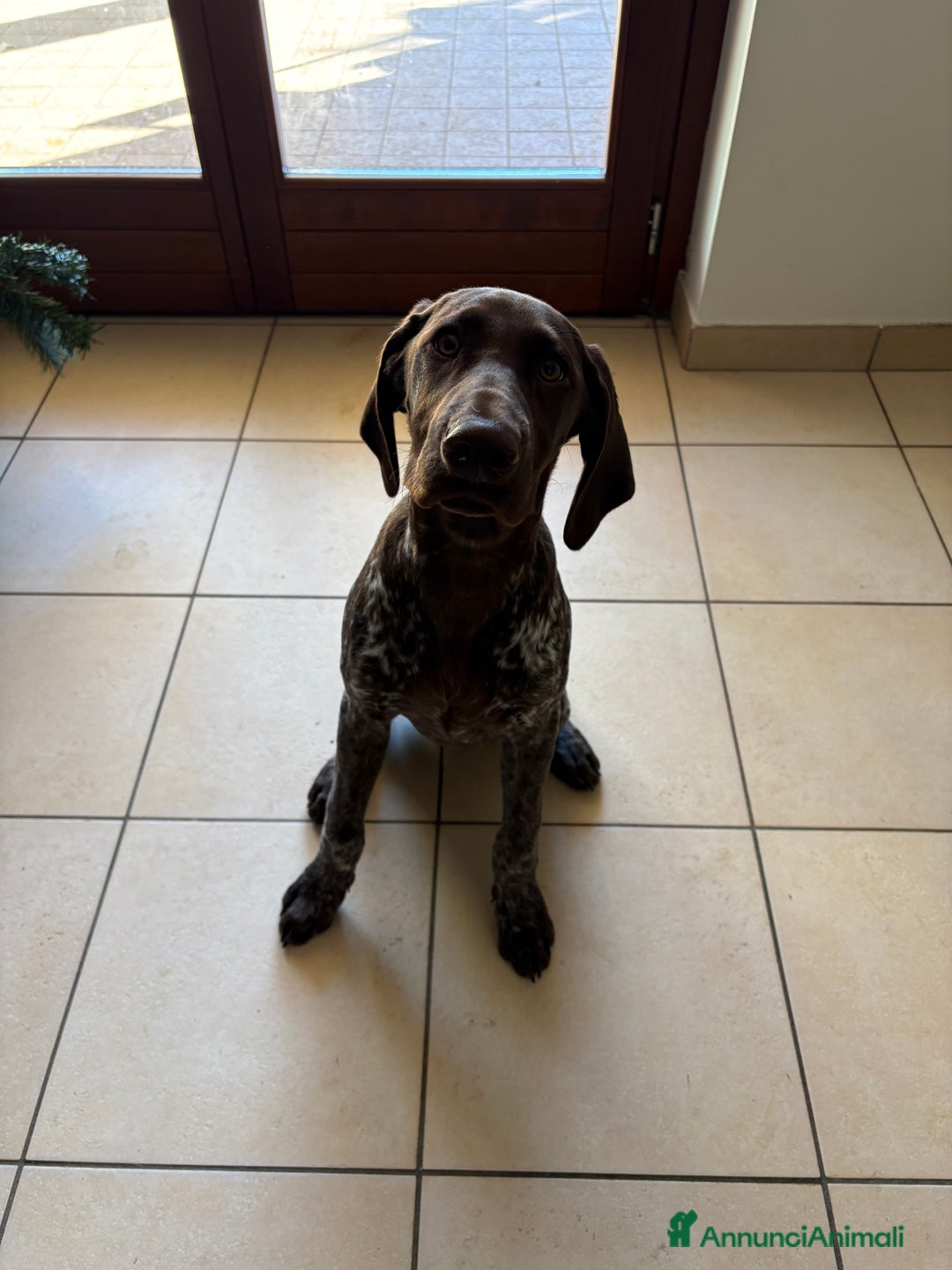 Bracco cani in vendita: Bracco tedesco - Annuncio 1