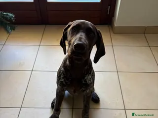 Bracco cani Bracco tedesco - Annuncio 11