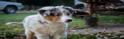 Australian Shepherd cani in vendita: Cuccioli Pastore Australiano pedigree - Annuncio 2