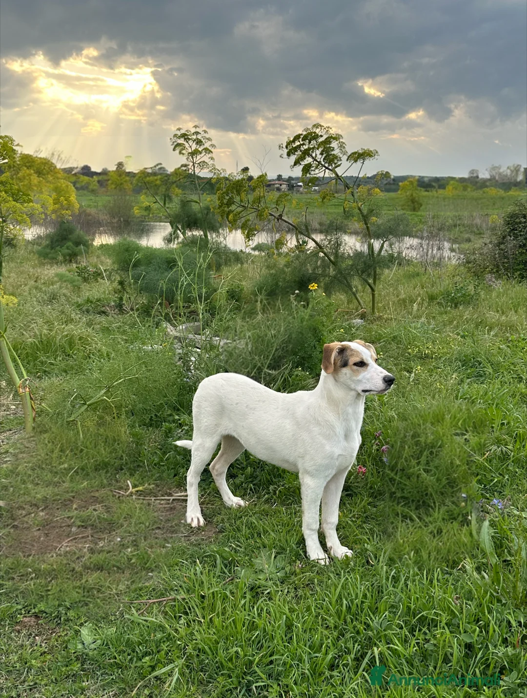Meticcio cani in regalo: LIAM CERCA FAMIGLIA - Annuncio 1