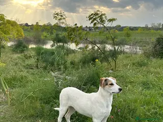 Meticcio cani LIAM CERCA FAMIGLIA - Annuncio 39