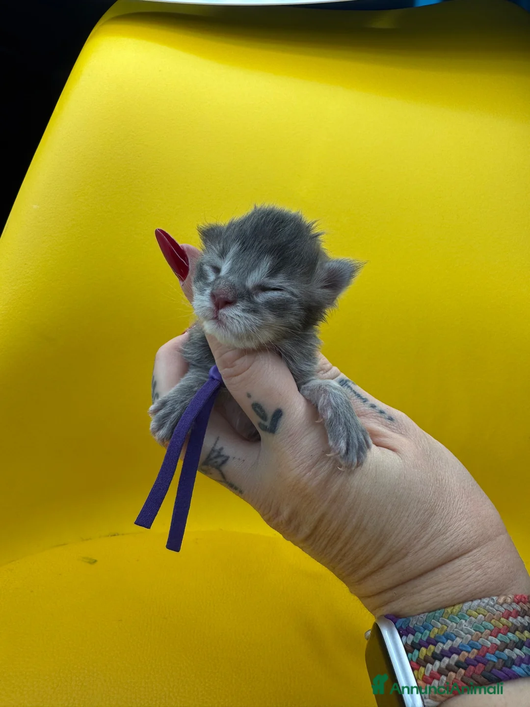 Maine Coon gatti in vendita: Splendidi cuccioli di Maine Coon - Annuncio 6