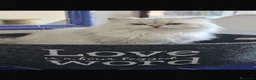 British gatti in vendita: British longhair certificati afef - Annuncio 8