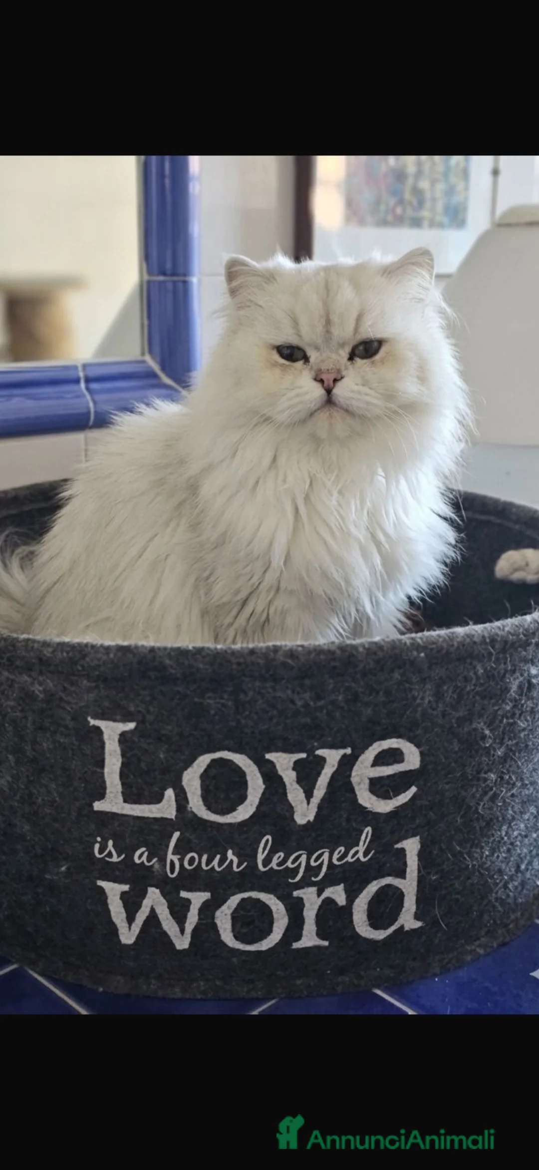 British gatti in vendita: British longhair certificati afef - Annuncio 8