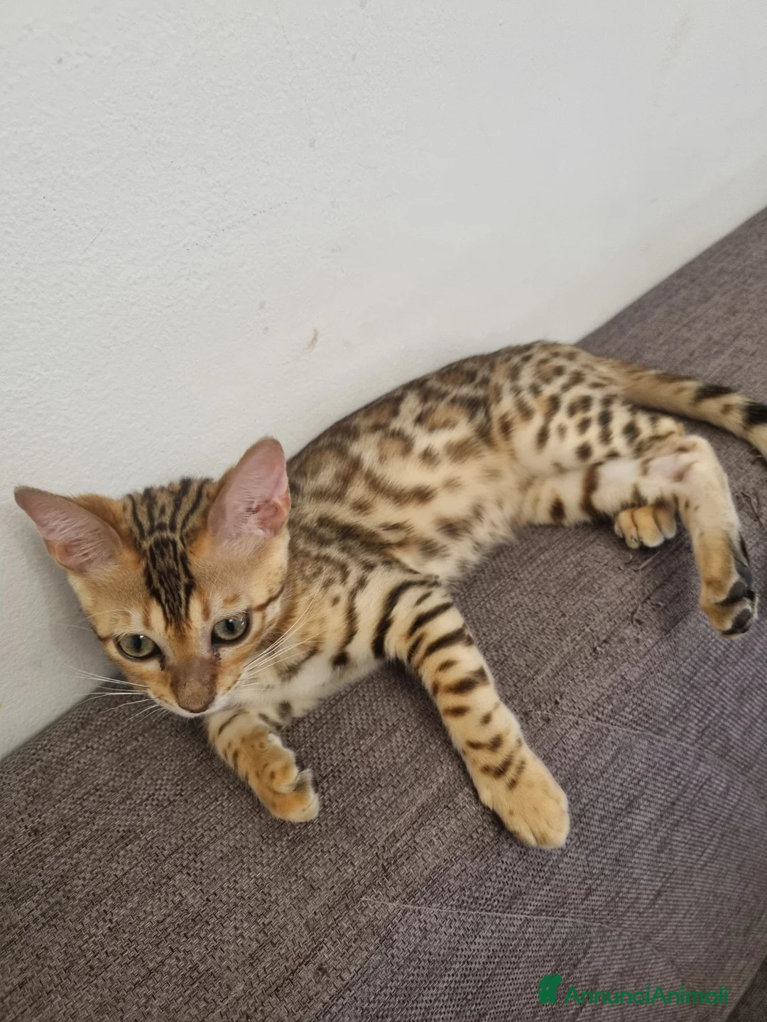 Bengala gatti in vendita: Bengala - Annuncio 2