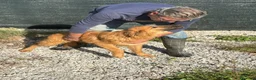Meticcio cani in regalo: 9 mesi, carattere splendido, taglia media  - Annuncio 4
