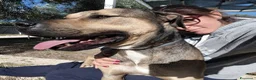 Meticcio cani in regalo: Bobby, dolce e speciale - Annuncio 13