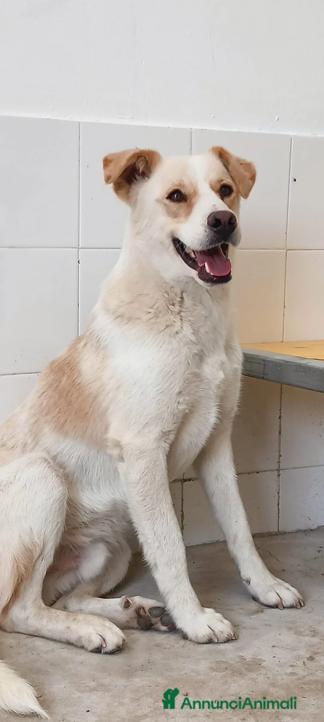 Meticcio cani in regalo: DANTE  - Annuncio 4