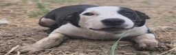 Meticcio cani in regalo: LISA 🩷 FERMA PER UNA FOTO? IMPOSSIBILE! a Provincia di Ancona - Annuncio 3