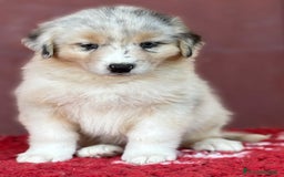 Australian Shepherd cani in vendita: Cucciola Blue Merle - Trinity  a Provincia di Vicenza - Immagine 6