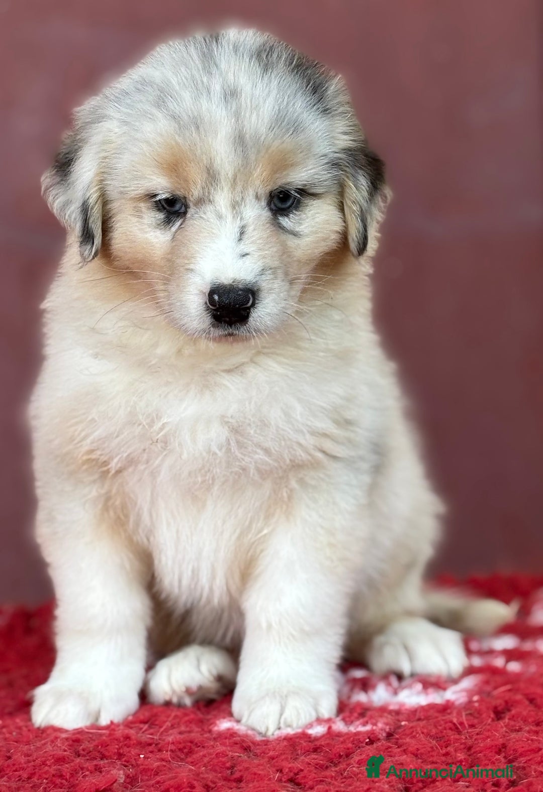 Australian Shepherd cani in vendita: Cucciola Blue Merle - Trinity  a Provincia di Vicenza - Immagine 6