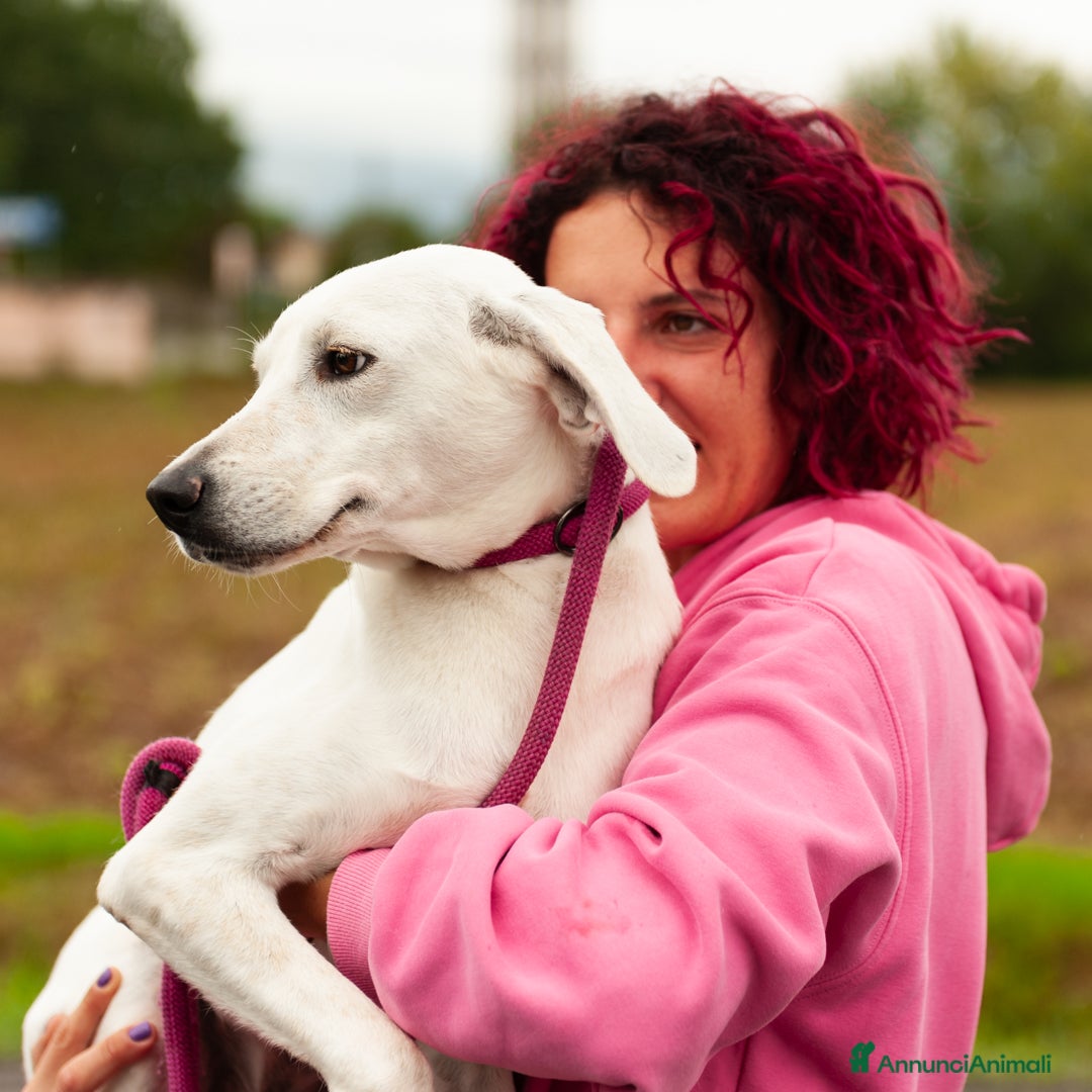 Altre razze cani in regalo: tommy  - Immagine 2