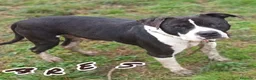 Pitbull cani in regalo: ARES  - Annuncio 1