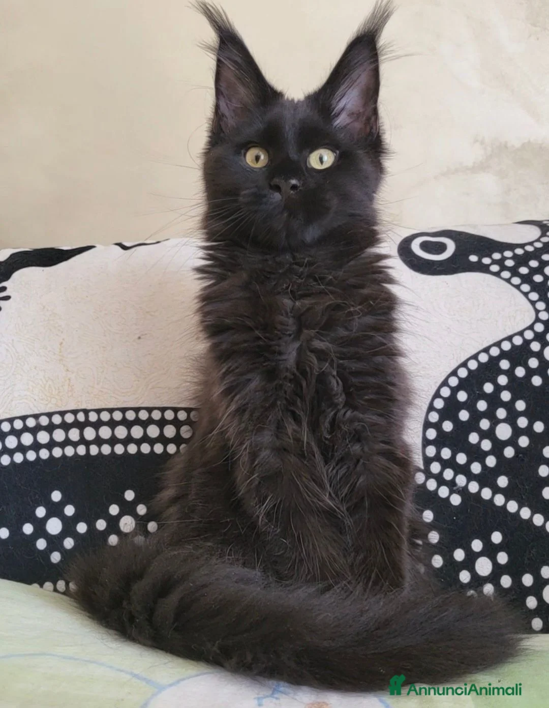 Maine Coon gatti in vendita: Odessa - Annuncio 2