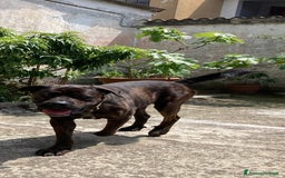 Cane Corso cani in regalo: DJ, Rotticorso a Provincia di Vercelli - Immagine 2