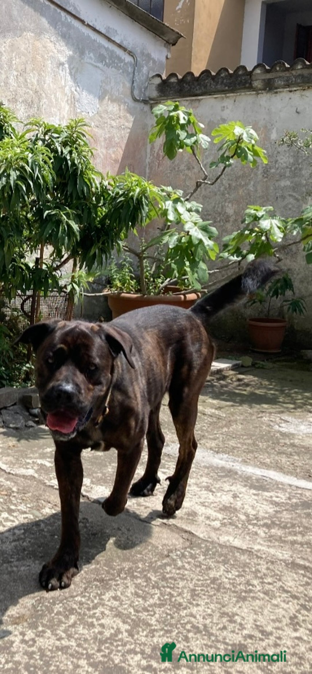 Cane Corso cani in regalo: DJ, Rotticorso a Provincia di Vercelli - Immagine 2