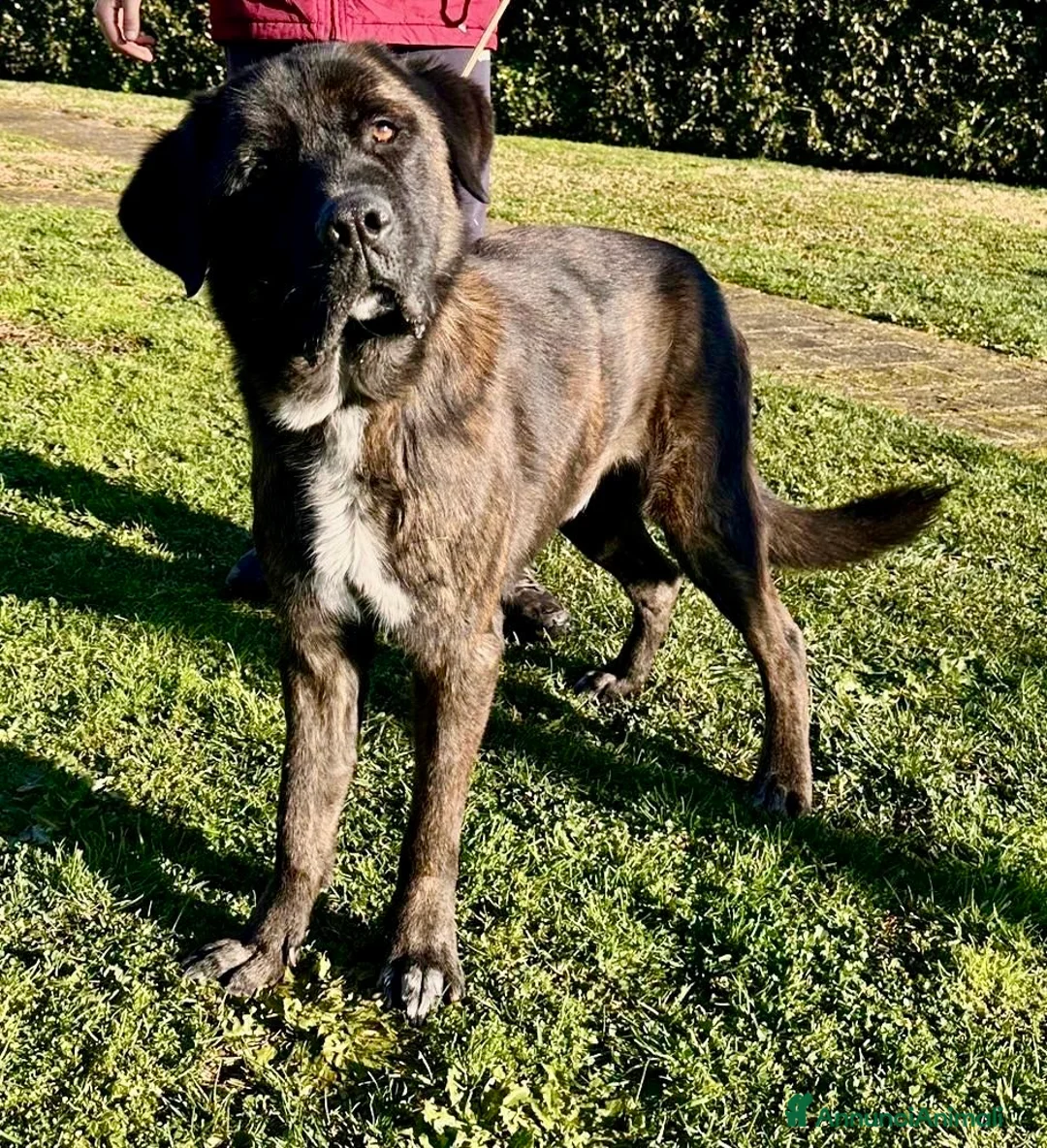 Cane Corso cani in regalo: Cagnolone cerca rivincita  - Annuncio 3