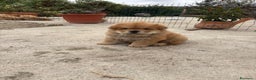 Chow Chow cani in vendita: Cuccioli di Chow Chow  - Annuncio 5