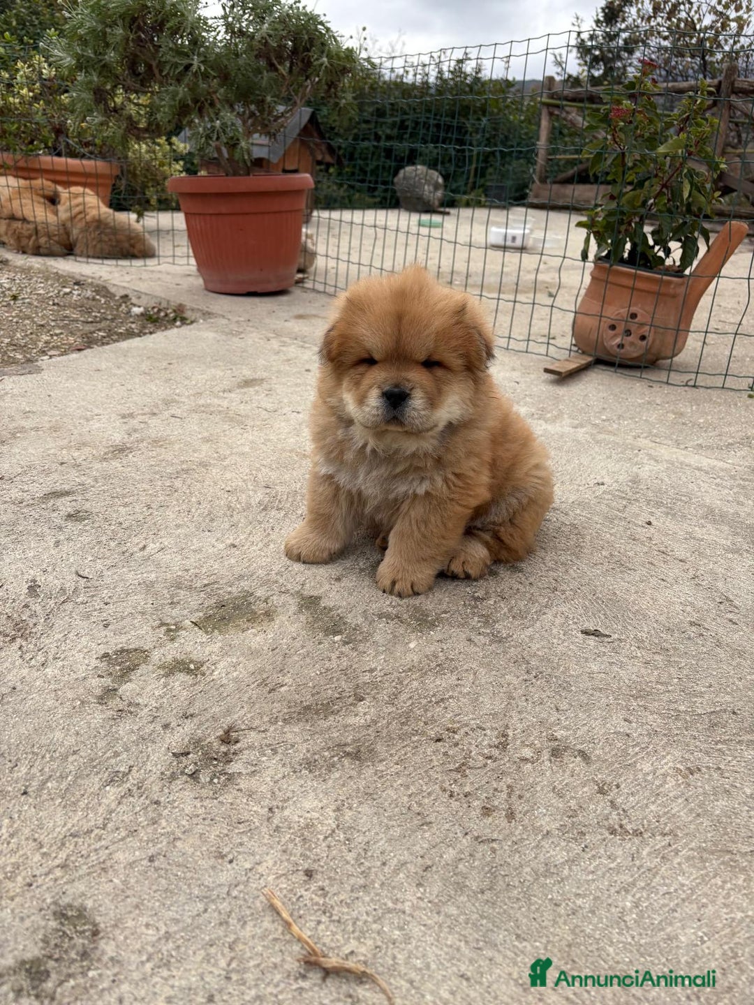 Chow Chow cani in vendita: Cuccioli di Chow Chow  - Annuncio 5