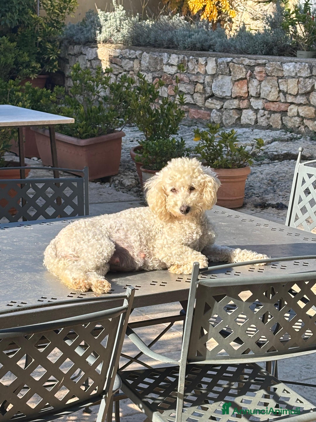 Barboncino cani in vendita: Disponibili Cuccioli di Barboncino Nano Persefone  - Annuncio 6