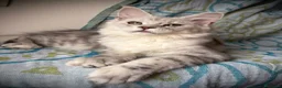 Maine Coon gatti in vendita: Splendida cucciola di Maine coon a Provincia di Verona - Annuncio 3