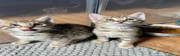 Savannah gatti in vendita: Cuccioli Savannah F6 a Città metropolitana di Catania - Annuncio 2