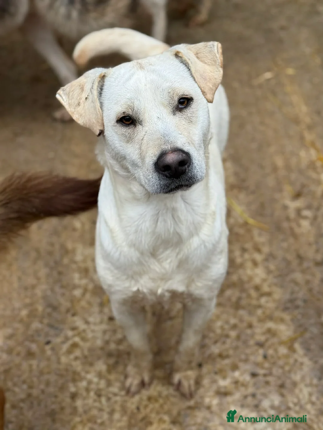 Meticcio cani in regalo: BLANCA & BLESS, cagnoline super tenere. - Annuncio 8